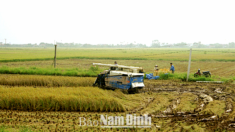 Thu hoạch lúa mùa bằng máy gặt đập liên hợp trên cánh đồng của HTX Đại Thắng, xã Nghĩa Thịnh (Nghĩa Hưng).