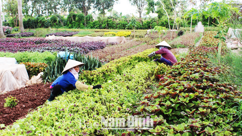 Nhiều gia đình hội viên phụ nữ ở xã Điền Xá phát triển kinh tế bằng nghề trồng hoa, cây cảnh cho thu nhập cao.