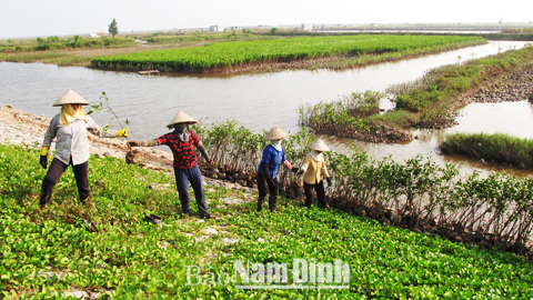 Nông dân xã Giao An ứng dụng tiến bộ kỹ thuật ương giống cây sú vẹt để trồng rừng ngập mặn.