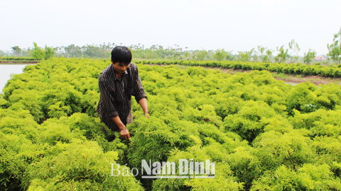 Vườn đinh lăng của gia đình anh Lại Văn Thuyên, xóm 6, xã Hải Long.