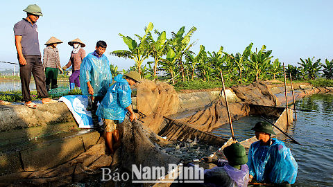 Nông dân huyện Mỹ Lộc thu hoạch cá nước ngọt.