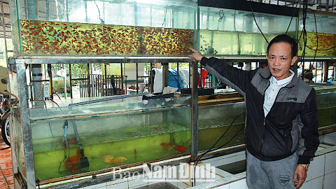 Mô hình khởi nghiệp nuôi cá mang lại thu nhập cao ở Bình Phước  Ảnh thời  sự trong nước  Kinh tế  Thông tấn xã Việt Nam TTXVN
