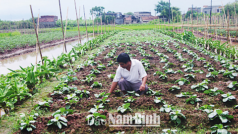 Nông dân xã Giao Thiện chăm sóc rau màu vụ đông.