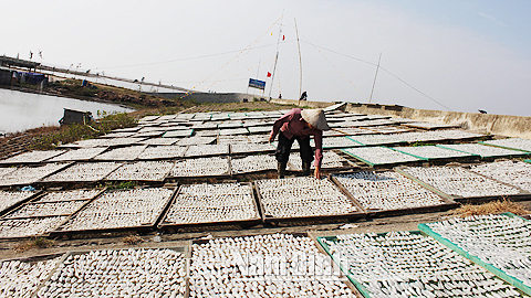 Người dân huyện Hải Hậu đang phơi khô cá.