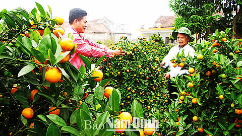 Nghề trồng quất, đào cảnh tại xã Nghĩa Lạc (Nghĩa Hưng) tạo việc làm, tăng thu nhập cho nhiều hộ gia đình.