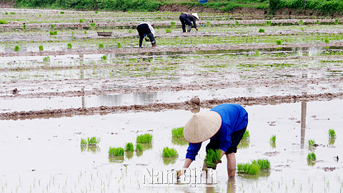 Nông dân xã Đại An gieo cấy lúa xuân.