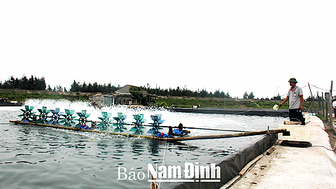 Anh Nguyễn Văn Liêm, xóm Cồn Tròn Tây, xã Hải Hòa (Hải Hậu) chăm sóc tôm thẻ chân trắng.