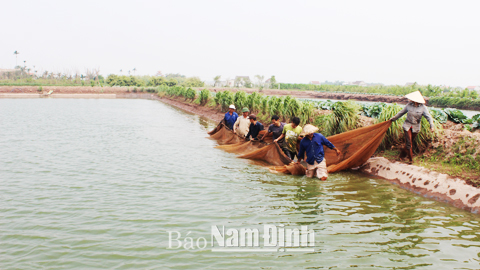 Mô hình nuôi cá diêu hồng kết hợp trồng màu tại xã Hải Châu (Hải Hậu).