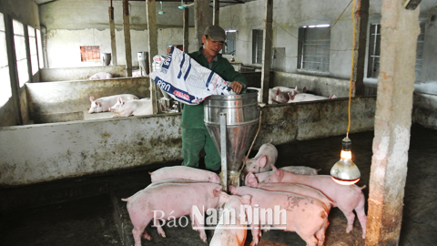 Hộ ông Hoàng Văn Thạnh ở thôn Đồng Bản, xã Nam Lợi đã cải tạo lò gạch thành chuồng trại chăn nuôi.