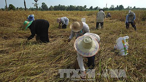 Nông dân Thái Lan thu hoạch lúa trên cánh đồng ở quận Takbai, tỉnh Narathiwat ngày 17/3/2016. Ảnh: AFP/TTXVN