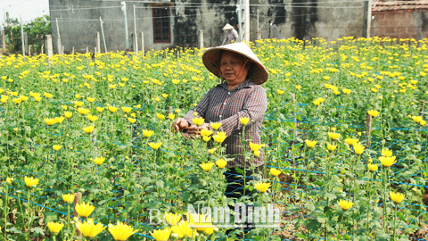 Bà Phạm Thị Đẫn, cựu TNXP ở xóm Hồng Hà 2, xã Mỹ Tân (Mỹ Lộc) chăm sóc vườn hoa của gia đình.