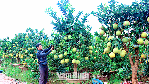 Ông Đoàn Xuân Thiểm, thôn Vạn Diệp, xã Nam Phong (TP Nam Định) chuyển hướng trồng bưởi cảnh, cho lợi nhuận trên 200 triệu đồng/năm.