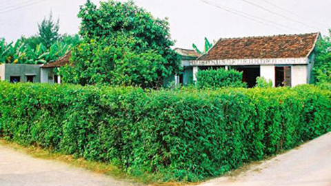 Những hàng rào cây lá - Báo Nam Định điện tử