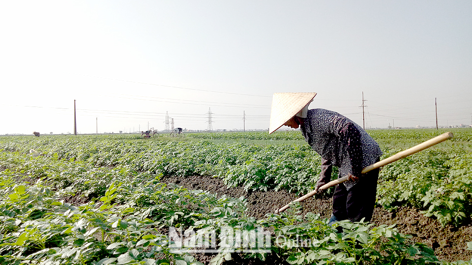 Thành viên Hợp tác xã nông nghiệp Thị trấn Nam Giang (Nam Trực) sản xuất rau màu.