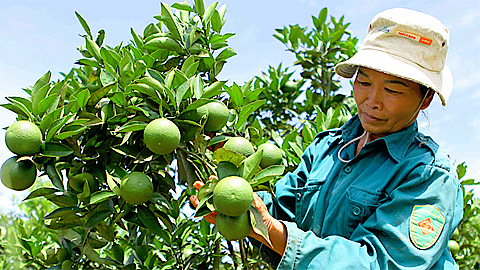 Bổ sung phân bón lá cho cây có múi giúp tăng chất lượng quả