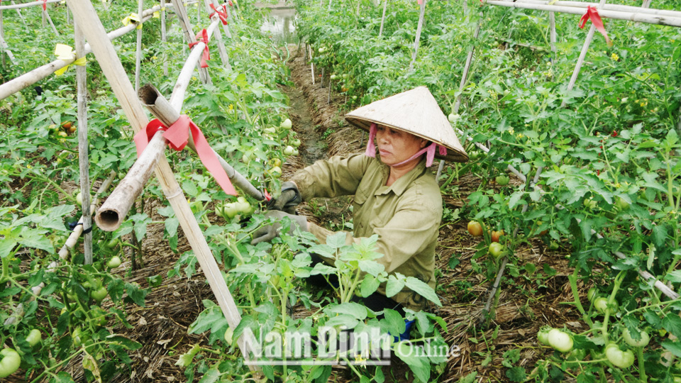 Gia đình bà Nguyễn Thị Hải, xóm Xuân Phong, xã Hải Hòa trồng rau màu kết hợp nuôi thủy sản cho thu nhập hơn 150 triệu đồng/năm.