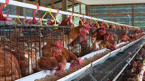 Khởi nghiệp từ nuôi gà đẻ trứng cho thu nhập trên 18 triệu đồngtháng   Đài PTTH Nghệ An