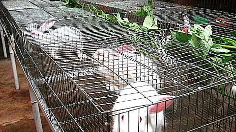Để có mô hình nuôi thỏ mang lại hiệu quả thực sự cần phải nắm vững các bước kỹ thuật nuôi thỏ thịt. Ảnh minh họa 