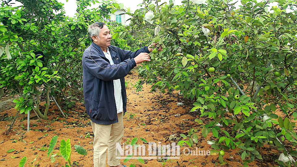 Cựu chiến binh Ngô Văn Sích thôn 11, xã Yên Lộc (Ý Yên) chăm sóc vườn cây ổi của gia đình.
