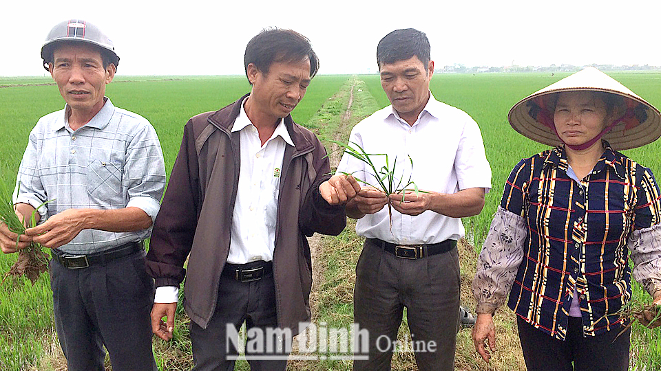 Cán bộ Hợp tác xã Dịch vụ nông nghiệp Xuân Kiên kiểm tra quá trình sinh trưởng, phát triển lúa xuân.