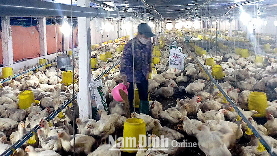 Khu trại nuôi gà công nghiệp của gia đình chị Bùi Thị Thanh Hằng, xóm Lê Lợi, xã Hải Lý (Hải Hậu).