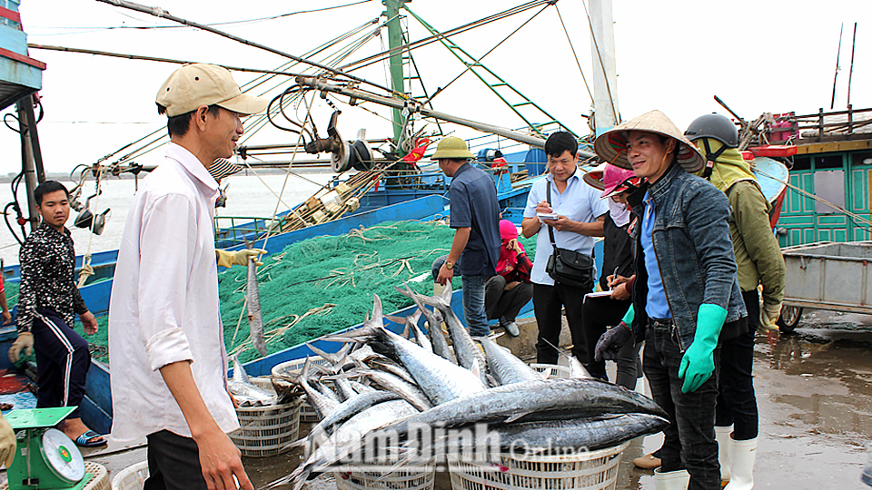 Ngư dân huyện Hải Hậu thu hoạch thành quả sau chuyến biển tại cảng cá Ninh Cơ, Thị trấn Thịnh Long.