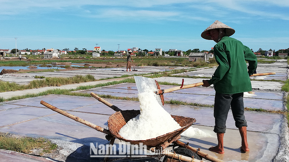 Diêm dân xã Hải Lý (Hải Hậu) thu hoạch muối.