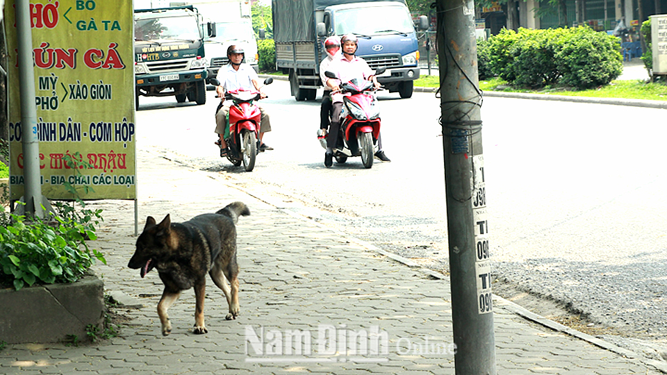 Chó được thả rông ở ngã tư Đệ Tứ, phường Lộc Hạ (Thành phố Nam Định) tiềm ẩn nguy cơ gây tai nạn giao thông.