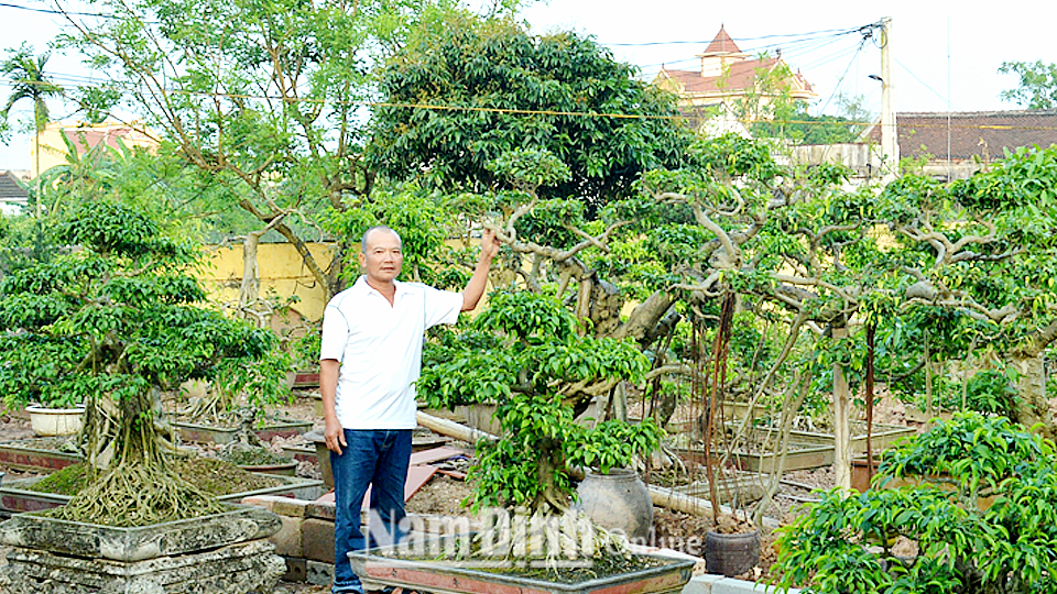 Mô hình cây cảnh cho thu nhập cao của gia đình ông Lại Văn Phòng, xã Giao An.