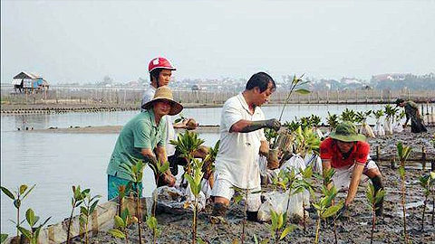Người dân tỉnh Thừa Thiên - Huế trồng rừng ngập mặn ở các bãi bồi ven phá Tam Giang - Cầu Hai. 