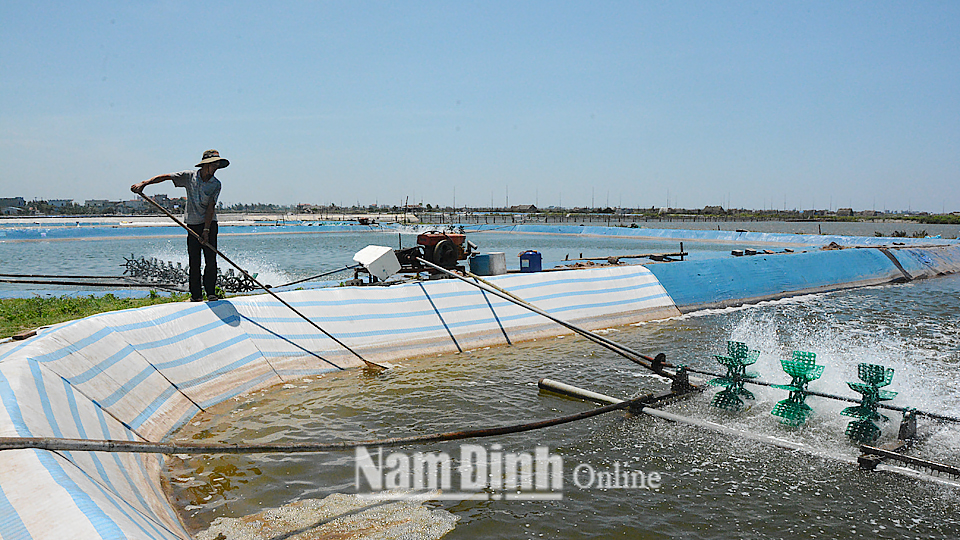 Anh Lê Hồng Phong, xóm Nam Hải, xã Bạch Long (Giao Thủy) vớt tạp chất, xử lý nguồn nước ao nuôi trước khi xuống giống vụ nuôi thủy sản mới.