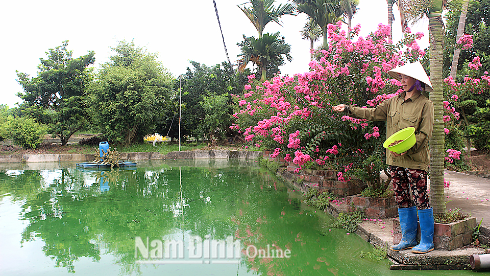 Chị Trần Thị Thủy cho cá ăn.