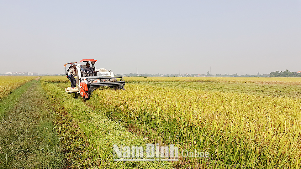 Nông dân xã Nam Hùng (Nam Trực) thu hoạch lúa xuân 2019, năng suất ước đạt 69,8 tạ/ha.