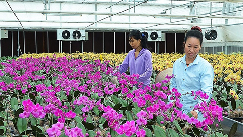 Mô hình trồng hoa lan trong nhà kính của người dân xã Đông Sơn, huyện Thủy Nguyên (TP Hải Phòng).