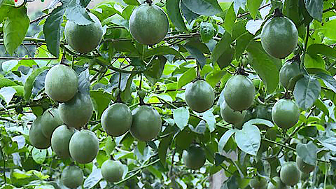 Kỳ vọng đến năm 2021, tỉnh Điện Biên sẽ phát triển được vùng nguyên liệu cây ăn quả, với khoảng 1.000ha chanh leo trên địa bàn tỉnh.