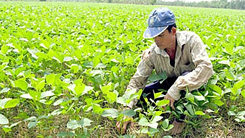 Ảnh minh họa - Internet