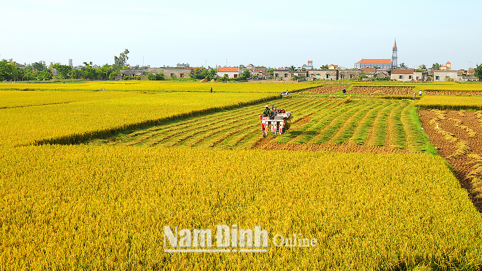 Mùa vàng trên cánh đồng lớn xã Giao Thịnh (Giao Thủy). Ảnh: Chu Thế Vĩnh