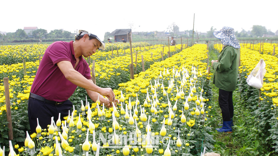 Nông dân xã Mỹ Tân thi đua phát triển kinh tế, vươn lên làm giàu từ nghề trồng hoa.