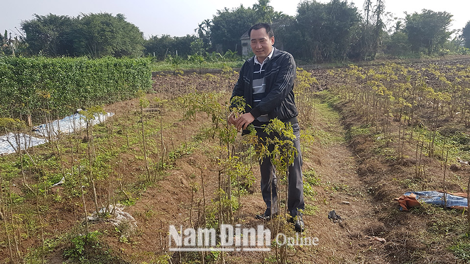Mô hình trồng cây đinh lăng của anh Trần Mạnh Lại, xã Hải Nam (Hải Hậu).