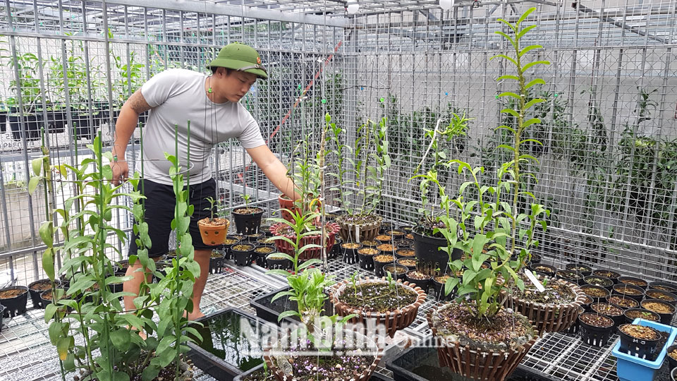 Anh Nguyễn Duy Tuấn ở phường Lộc Vượng (thành phố Nam Định) chăm sóc vườn lan.  Bài và ảnh: Văn Huỳnh
