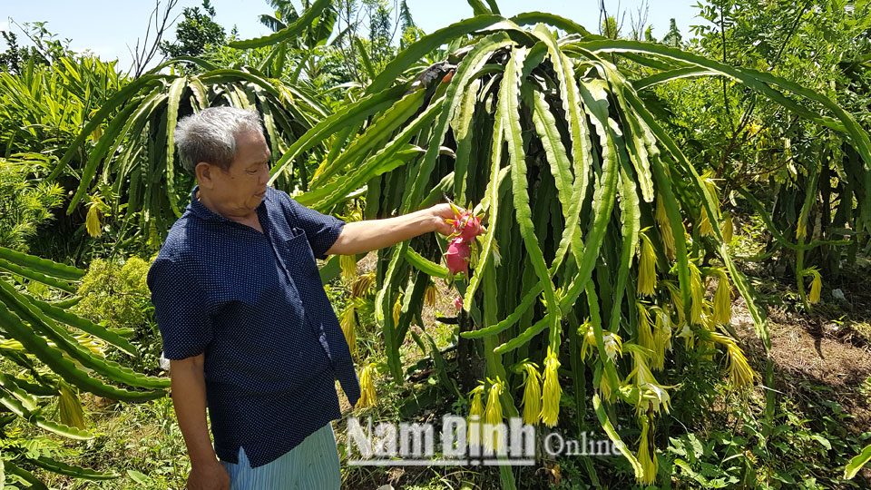 Ông Đỗ Văn Thường, xóm 10, xã Hải Thanh (Hải Hậu) chăm sóc vườn thanh long của gia đình.