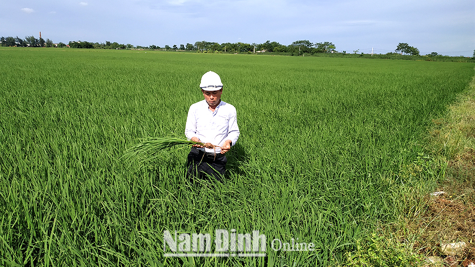 Anh Trịnh Văn Diện, xóm An Trạch, xã Trực Chính (Trực Ninh) kiểm tra sự sinh trưởng và phát triển của lúa bố mẹ dòng TH3-3.