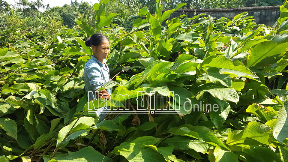 Bà Vũ Thị Kền, xóm 3, xã Hải Phong (Hải Hậu) chăm sóc vườn dong riềng.