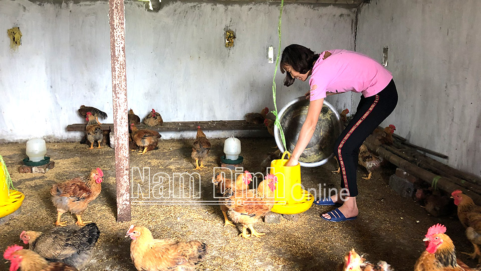 Chị Vũ Thị Loan, hội viên Hội Người mù huyện Trực Ninh chăn nuôi gia súc, gia cầm đem lại hiệu quả kinh tế khá.