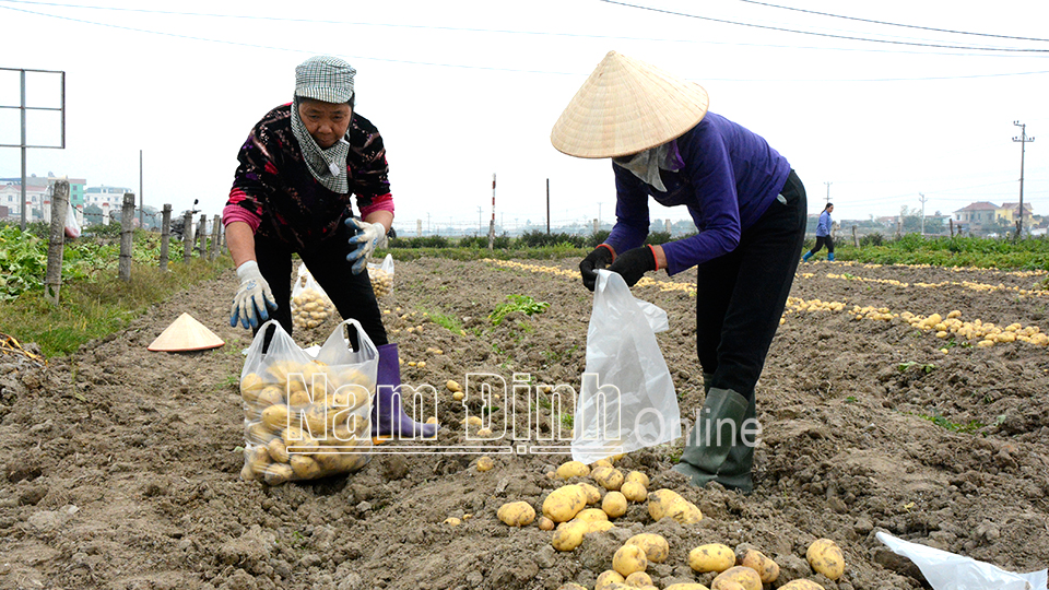 Nông dân xã Liên Minh (Vụ Bản) thu hoạch khoai tây vụ đông.  Bài và ảnh: Văn Đại