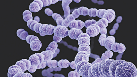 Streptococcus pneumoniae - phế cầu khuẩn thường gây viêm phổi