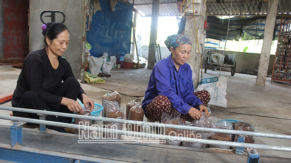 Chuỗi trồng và chế biến nấm của HTX nấm và tiểu thủ công nghiệp, xã Hồng Thuận (Giao Thủy).