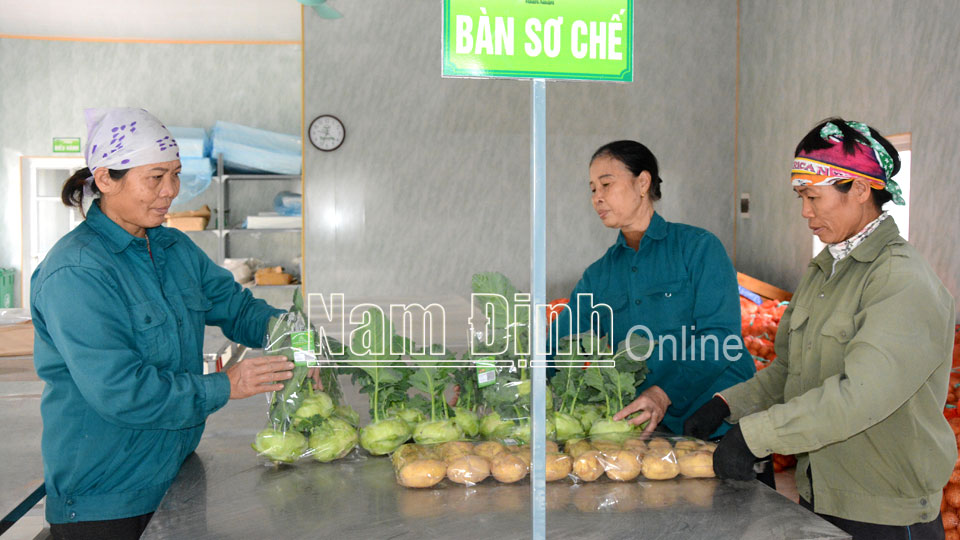 Đóng gói sản phẩm rau, củ, quả sản xuất theo tiêu chuẩn VietGap tại Công ty TNHH Toản Xuân, xã Yên Lương (Ý Yên).