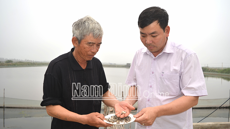 Kiểm tra chất lượng ngao giống trước khi xuất bán tại ao nuôi gia đình ông Trịnh Văn Long ở xóm Thị Tứ, xã Giao Xuân (Giao Thuỷ).