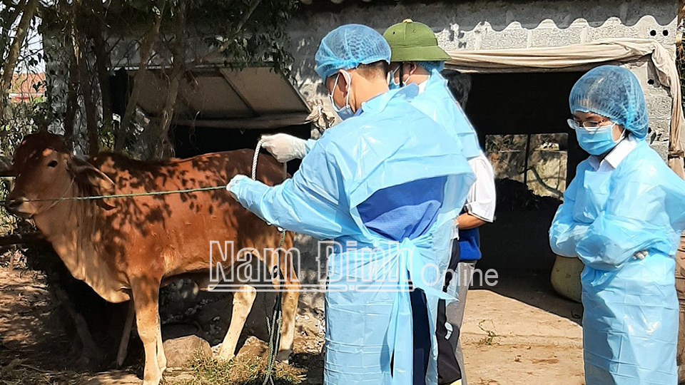Cán bộ thú y xã Nghĩa Phú (Nghĩa Hưng) lấy mẫu xét nghiệm bệnh viêm da nổi cục trên đàn bò.